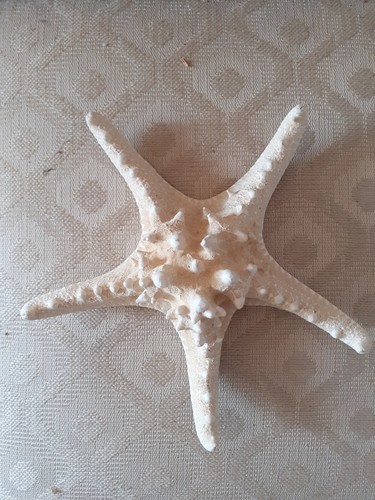 Stella marina vera - stella,